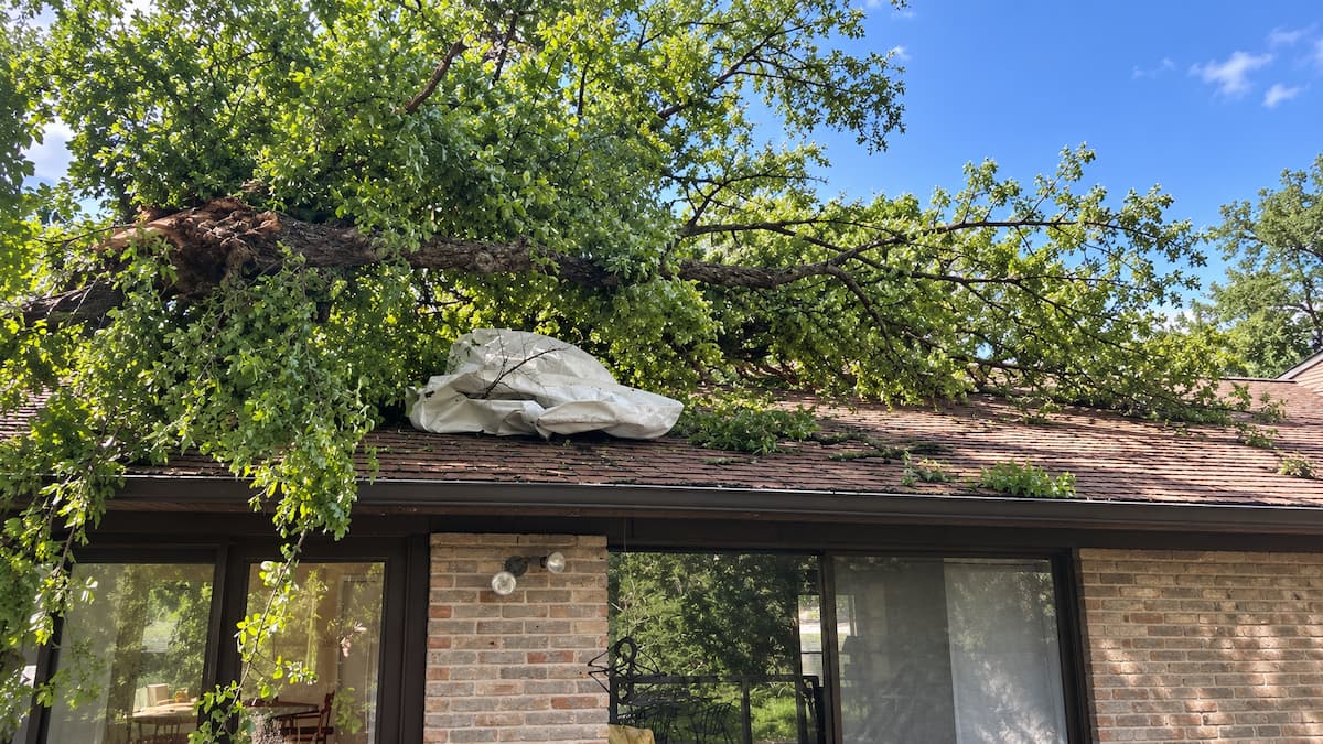 Fallen oak branch resting on residential asphalt shingle roof in Austin