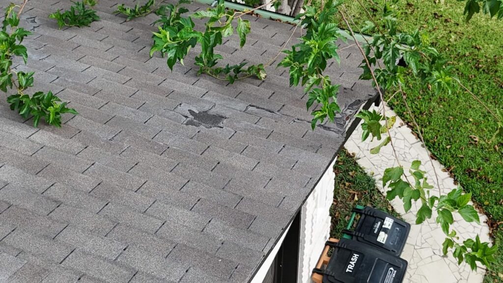 Scraped and worn shingles from overhanging tree limb contact